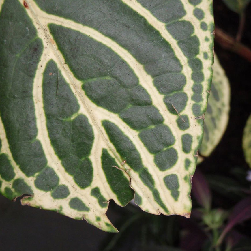 kaleidoscope-leaf-inspiration